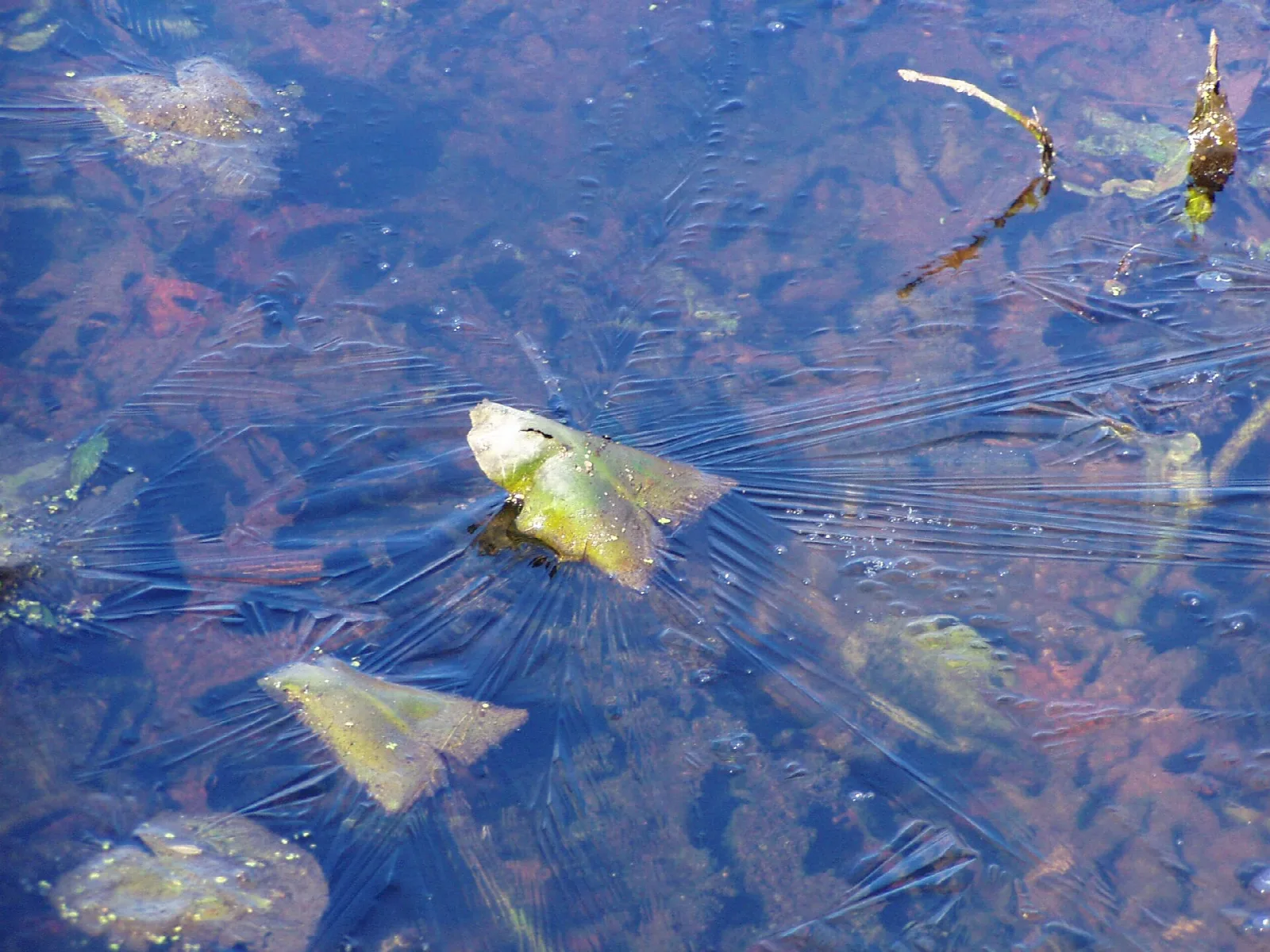 Thin ice over blue water with fallen leaves and plants beneath