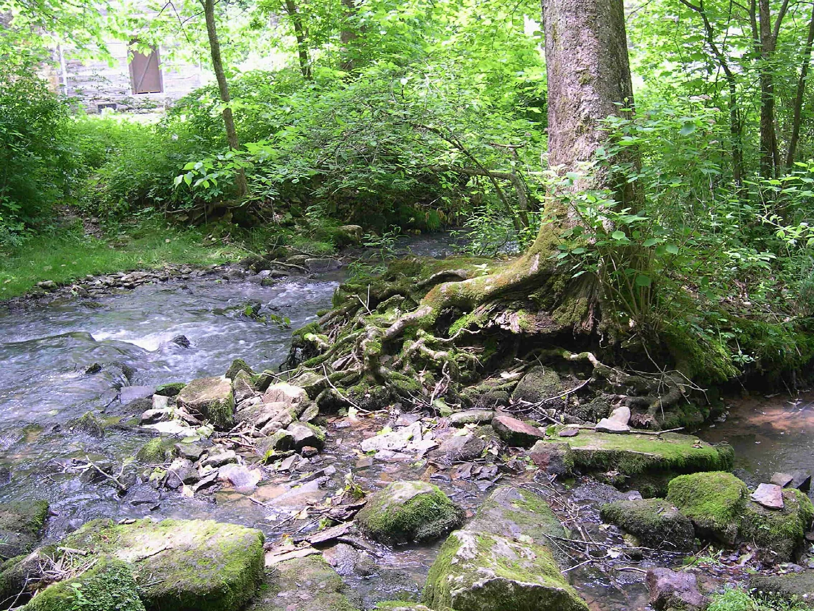 Rocky creek with a large tree whose roots grip the bank, in green woods