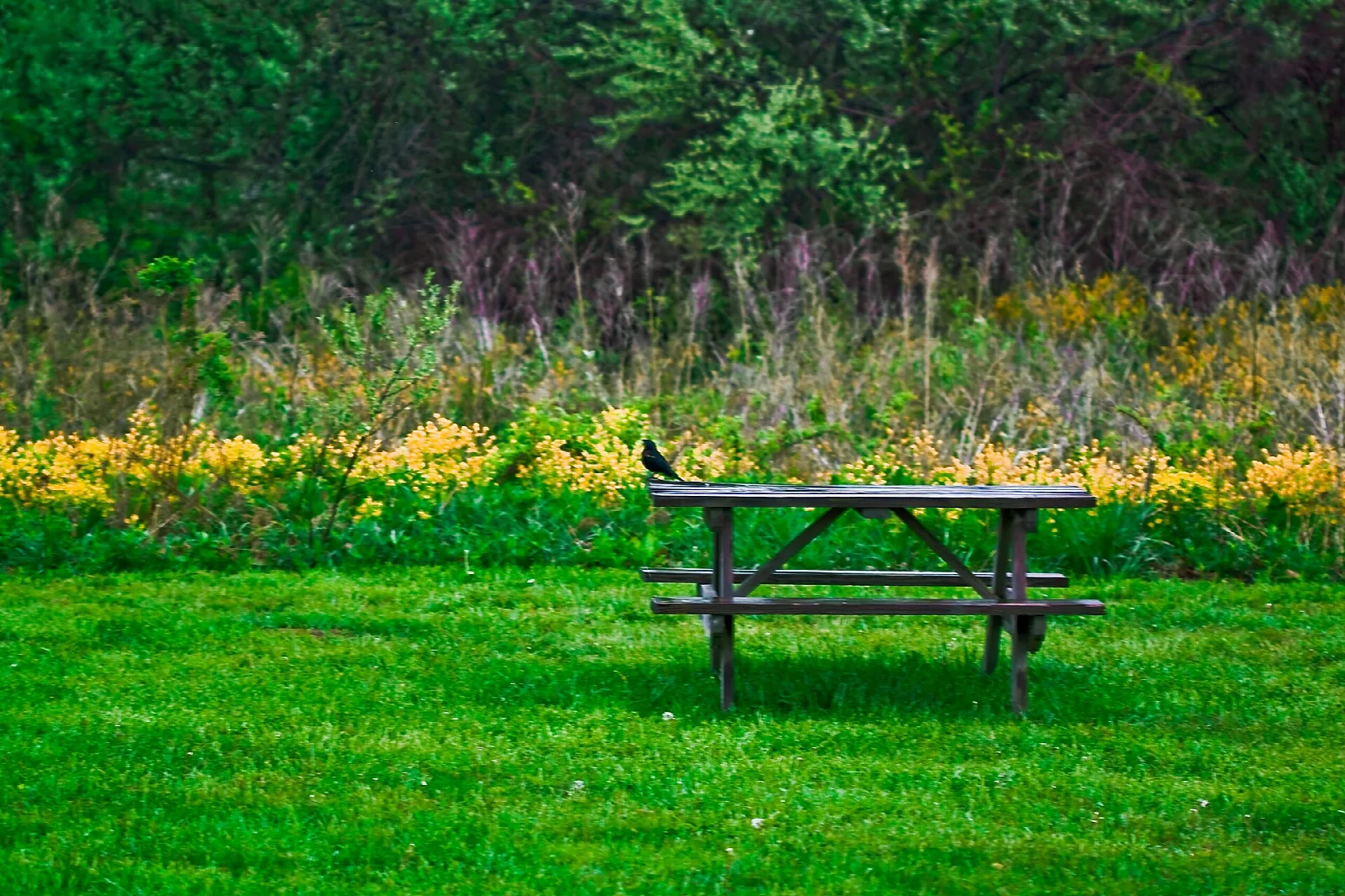 Picnic table on green grass in front of yellow wildflowers and trees