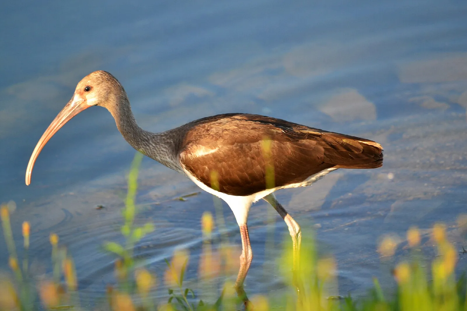 Brown and white wading bird with a long curved bill in shallow water