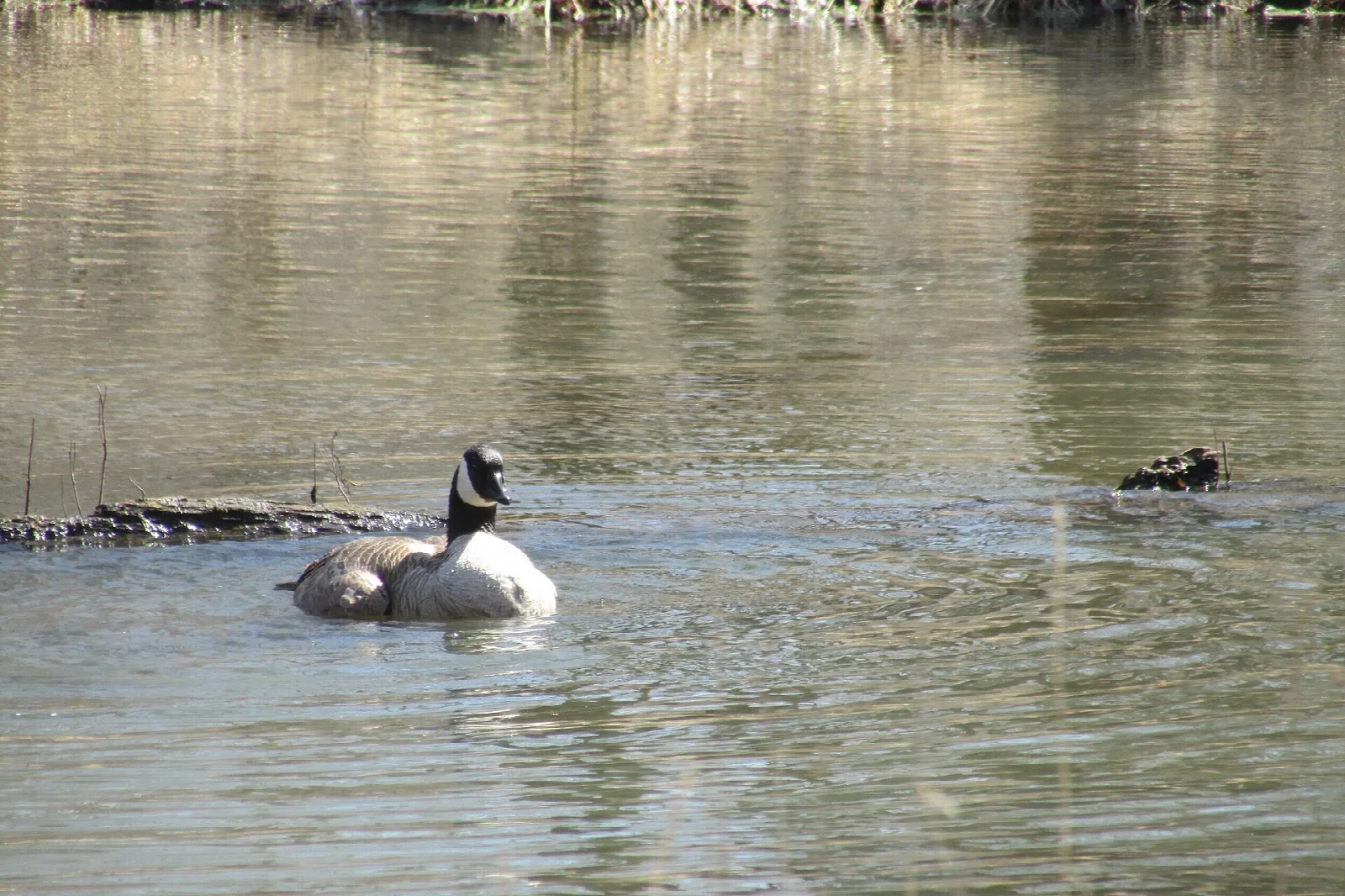 Canada goose floating on calm brown water