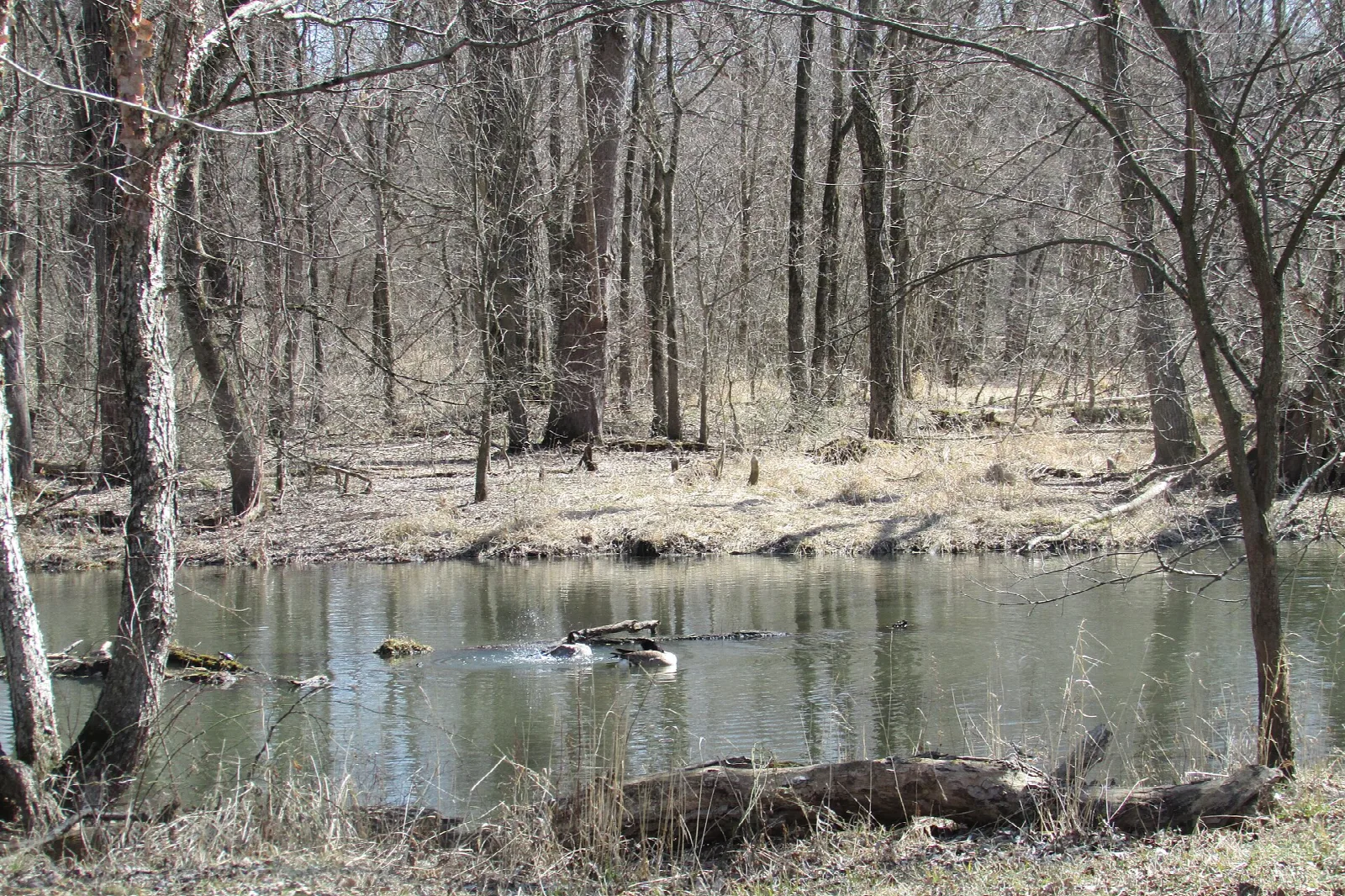 Still bayou with bare trees along the bank and a few geese in the water