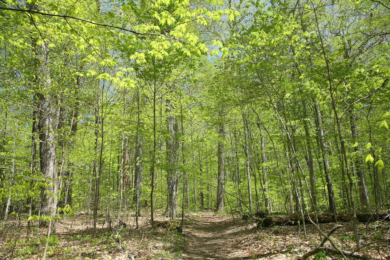 Dirt trail through bright green spring woods