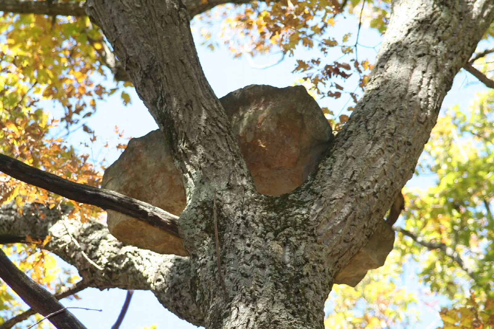 Large rock wedged in the fork of a tree, with autumn leaves behind