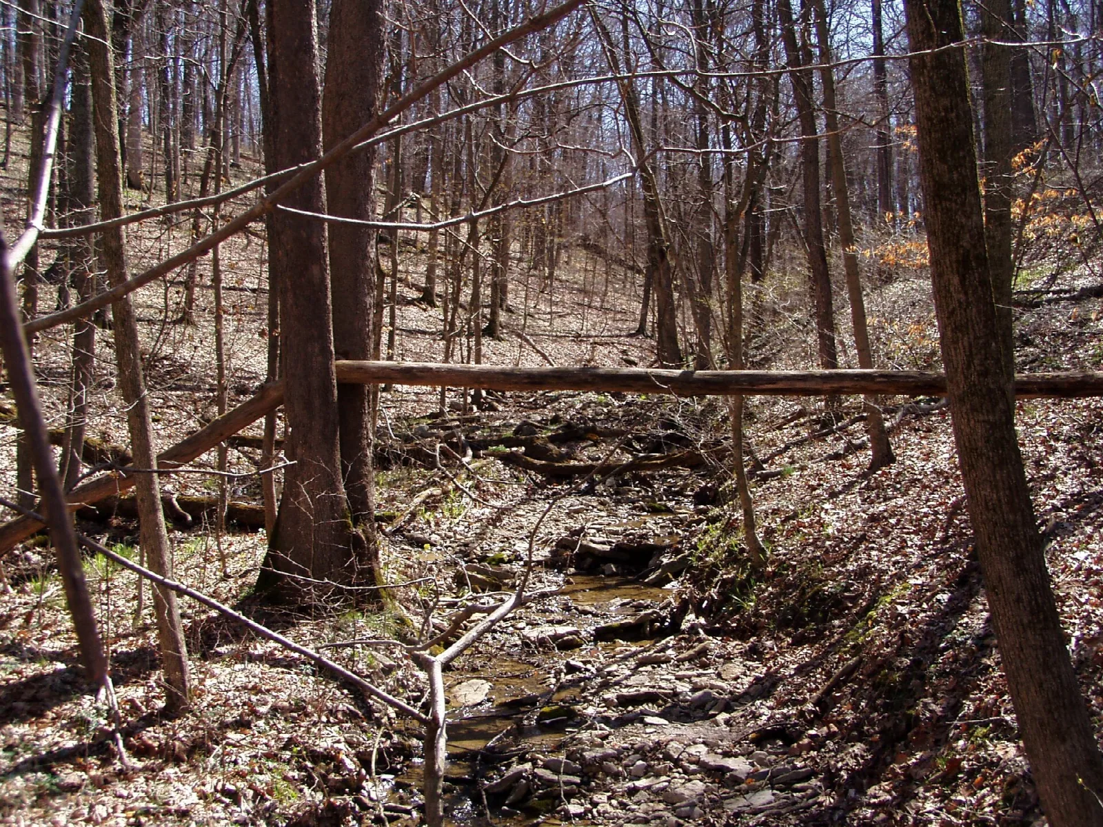 Bare spring woods with a dry creek bed running through them