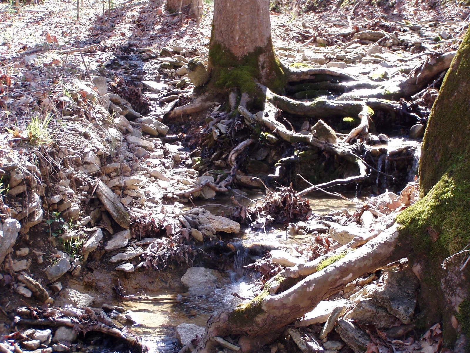 Rocky creek bed with tree roots in bare woods