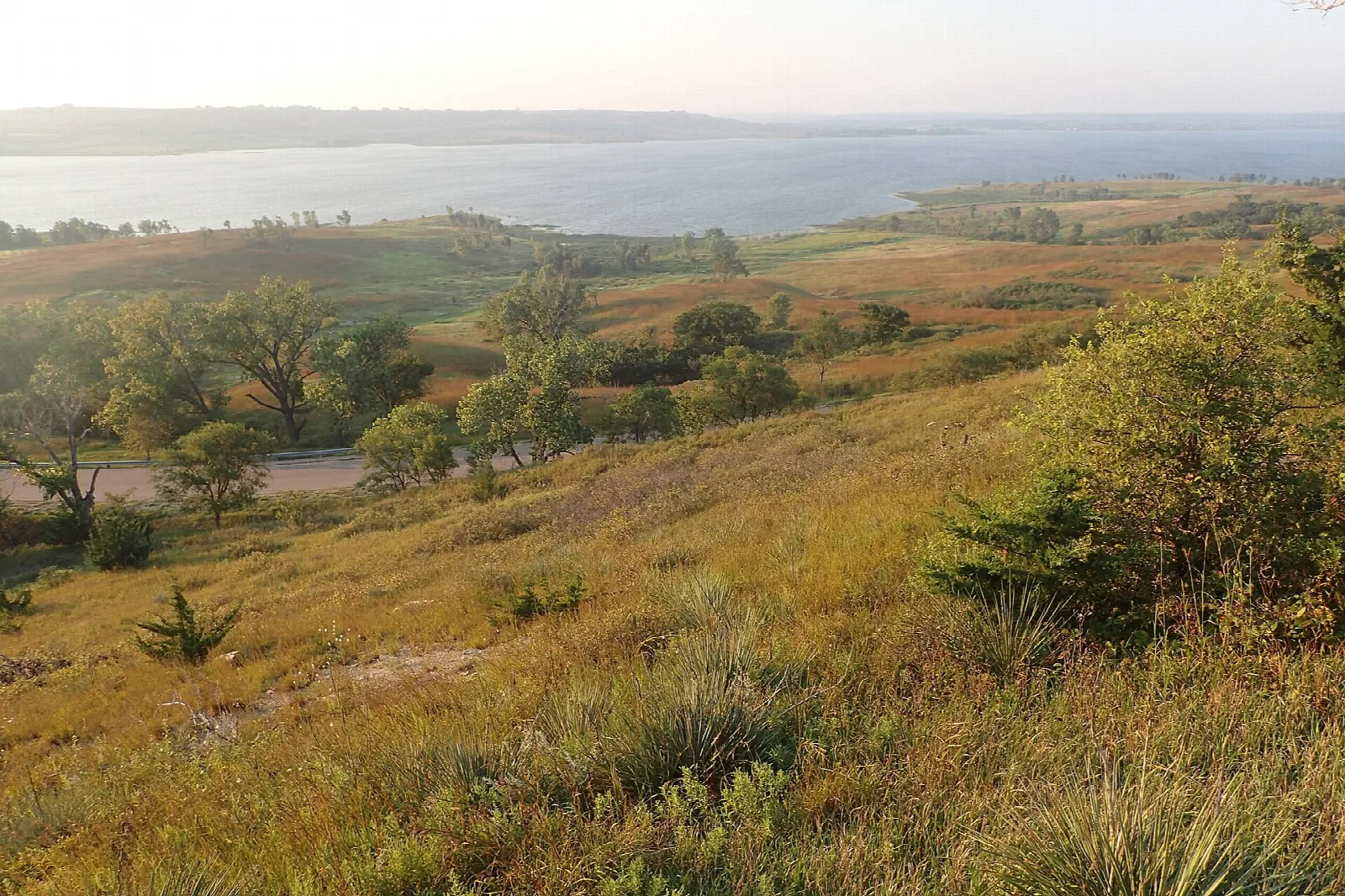 Prairie hillside with trees above a lake in soft evening light