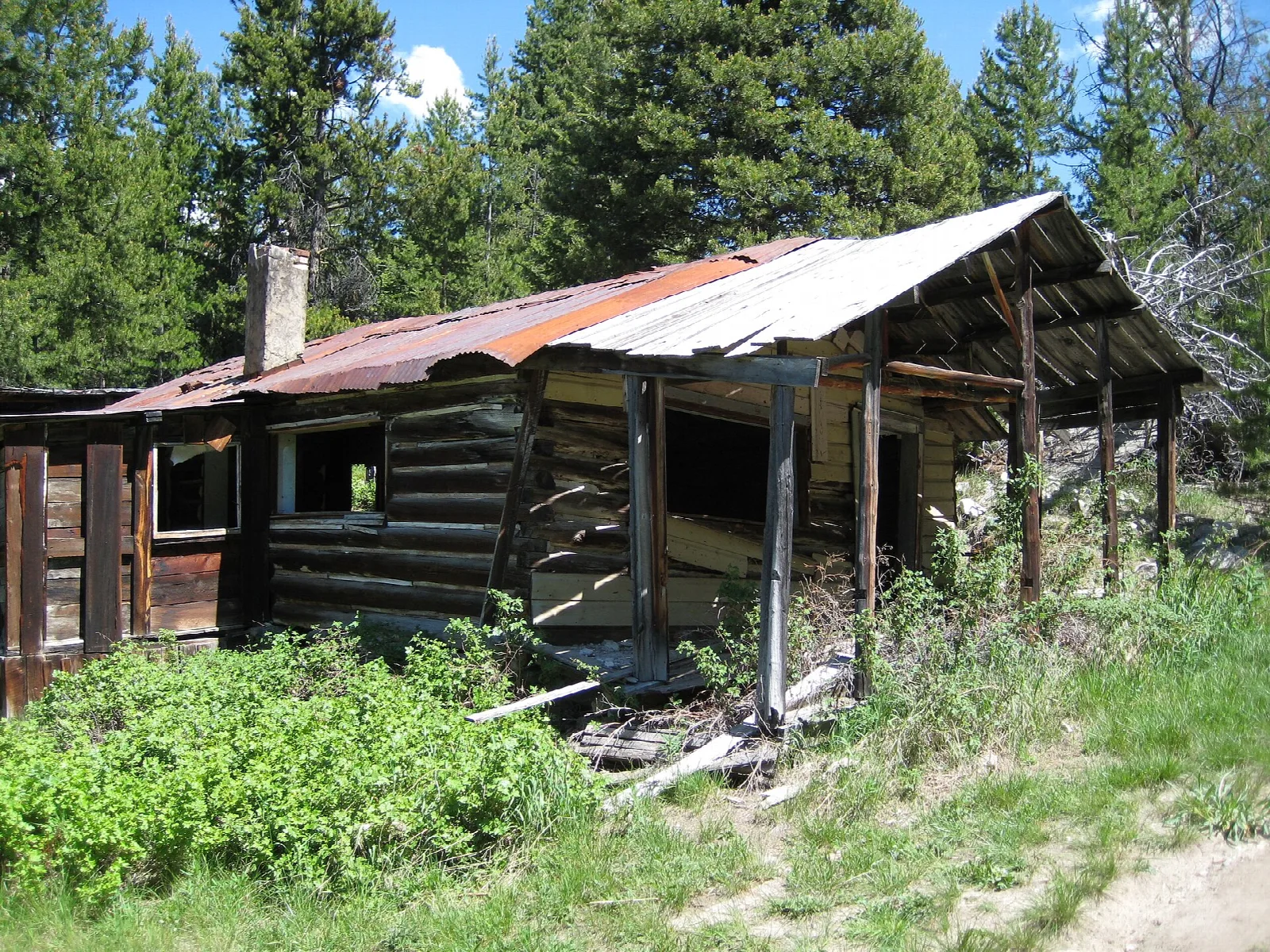 Collapsing log cabin with a rusted metal roof beside pines