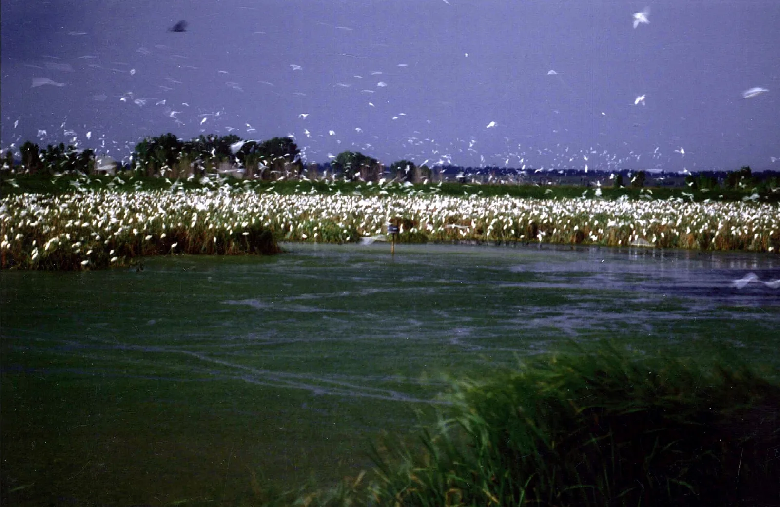 White egrets rising over reeds above dark water