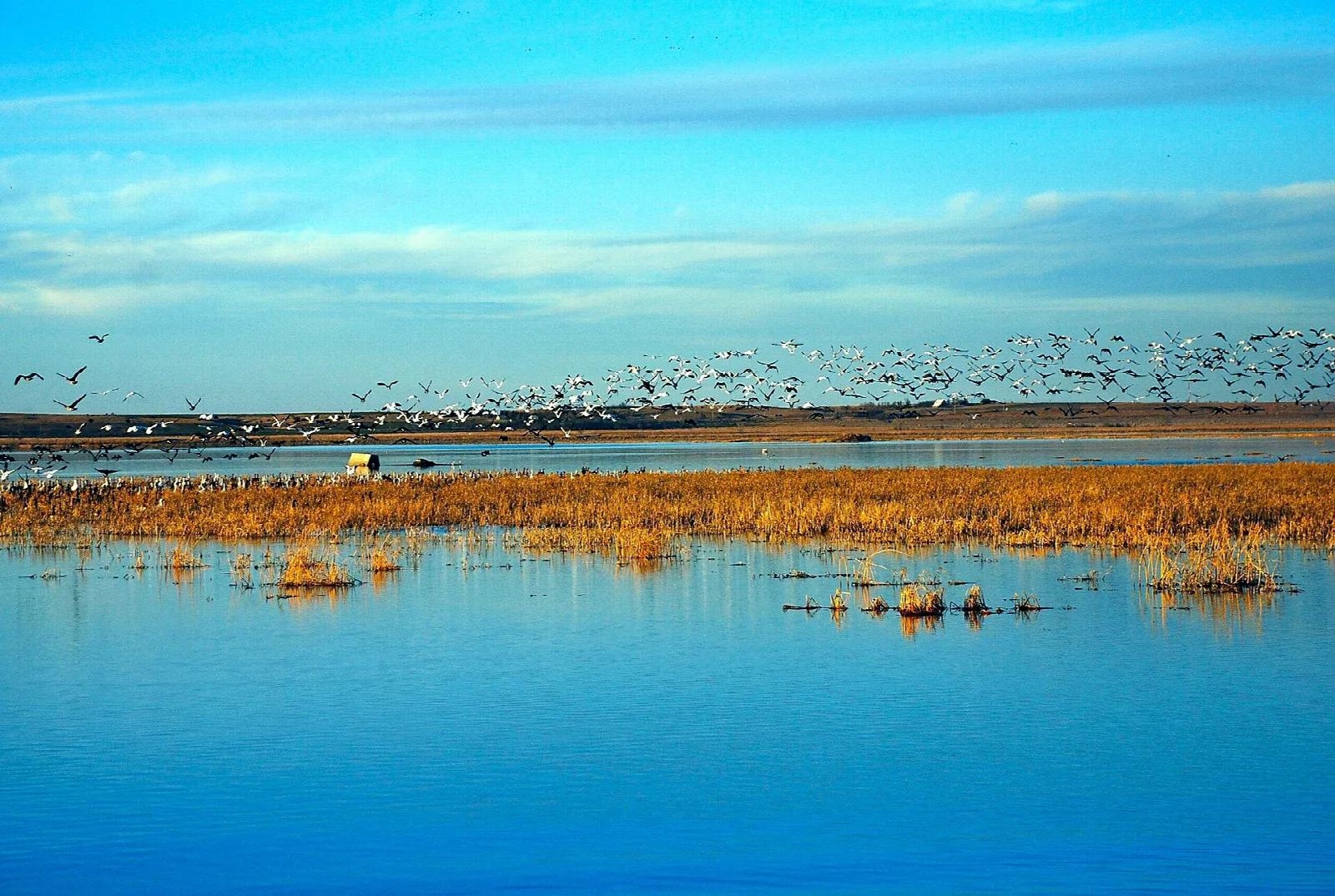 Flocks of birds flying over a blue marsh with golden reeds under a blue sky