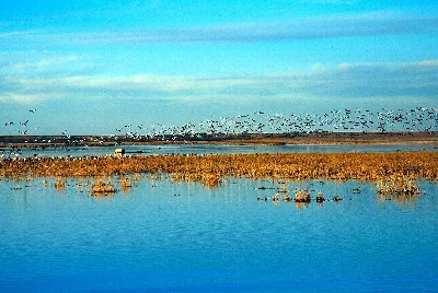 Cheyenne Bottoms Wildlife Area