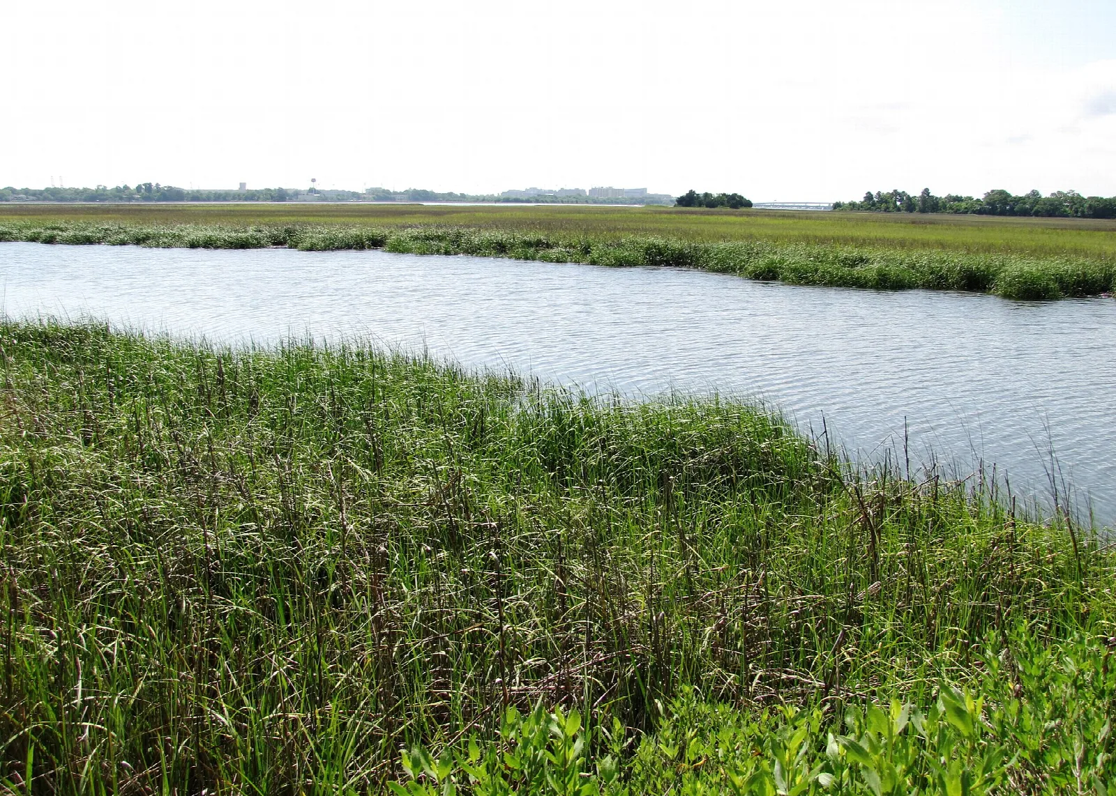 A tidal creek winding through green marsh grass under a pale sky