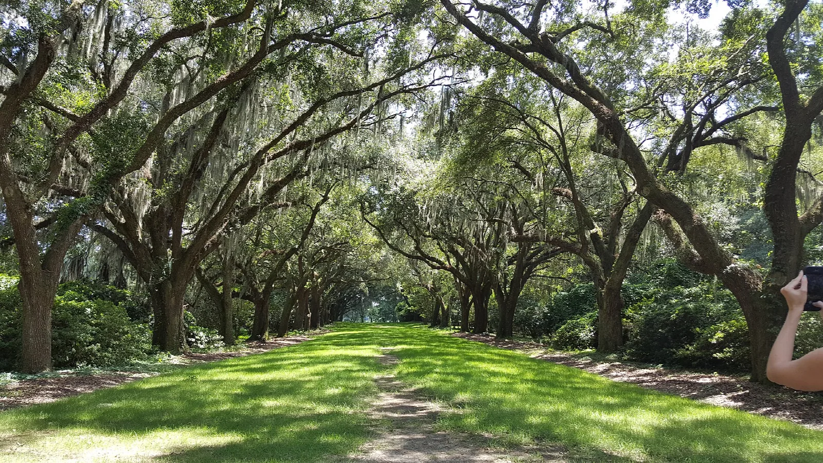 Live oaks with Spanish moss arching over a grassy lane