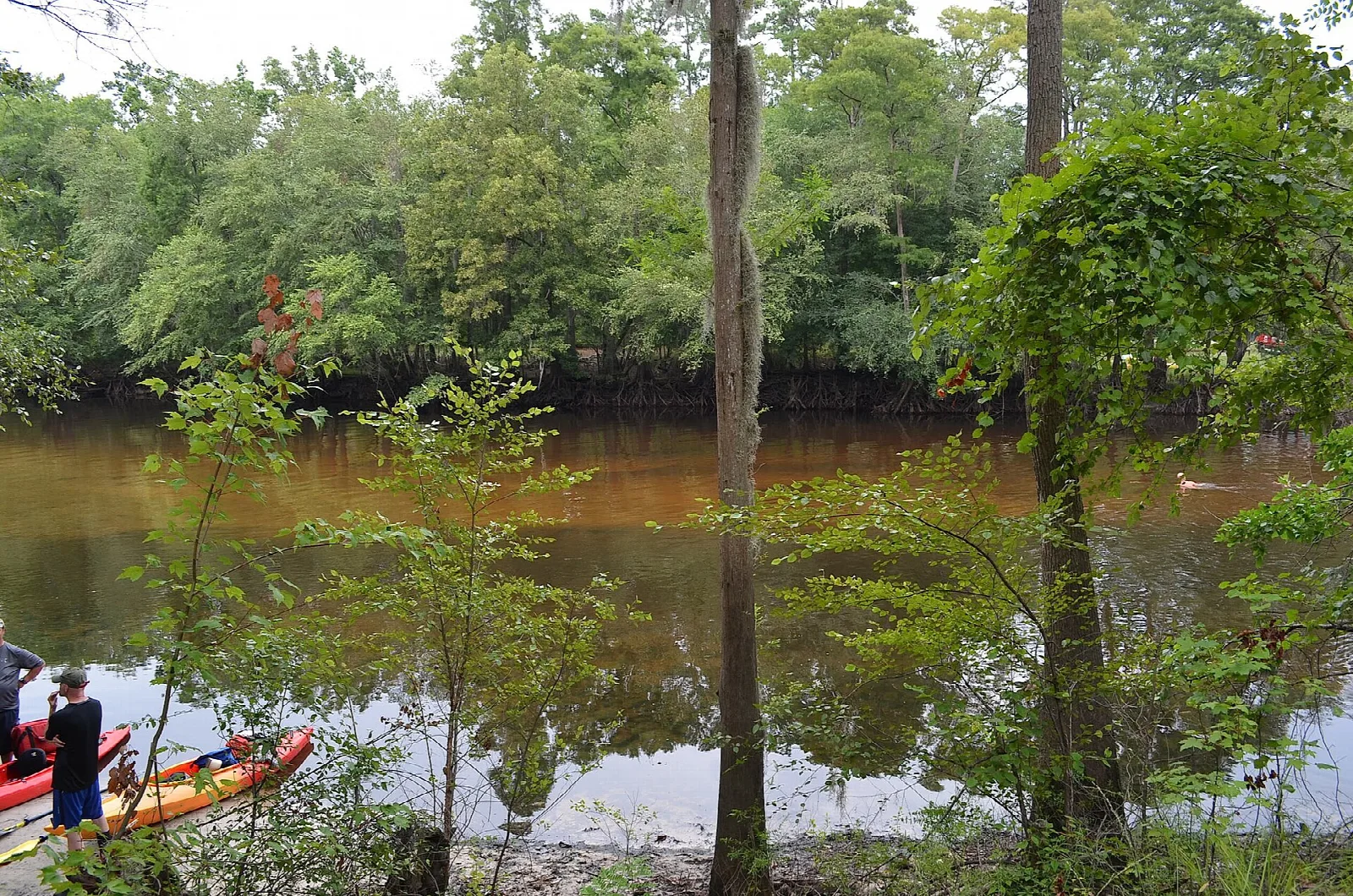 Dark river bordered by green trees and reflections