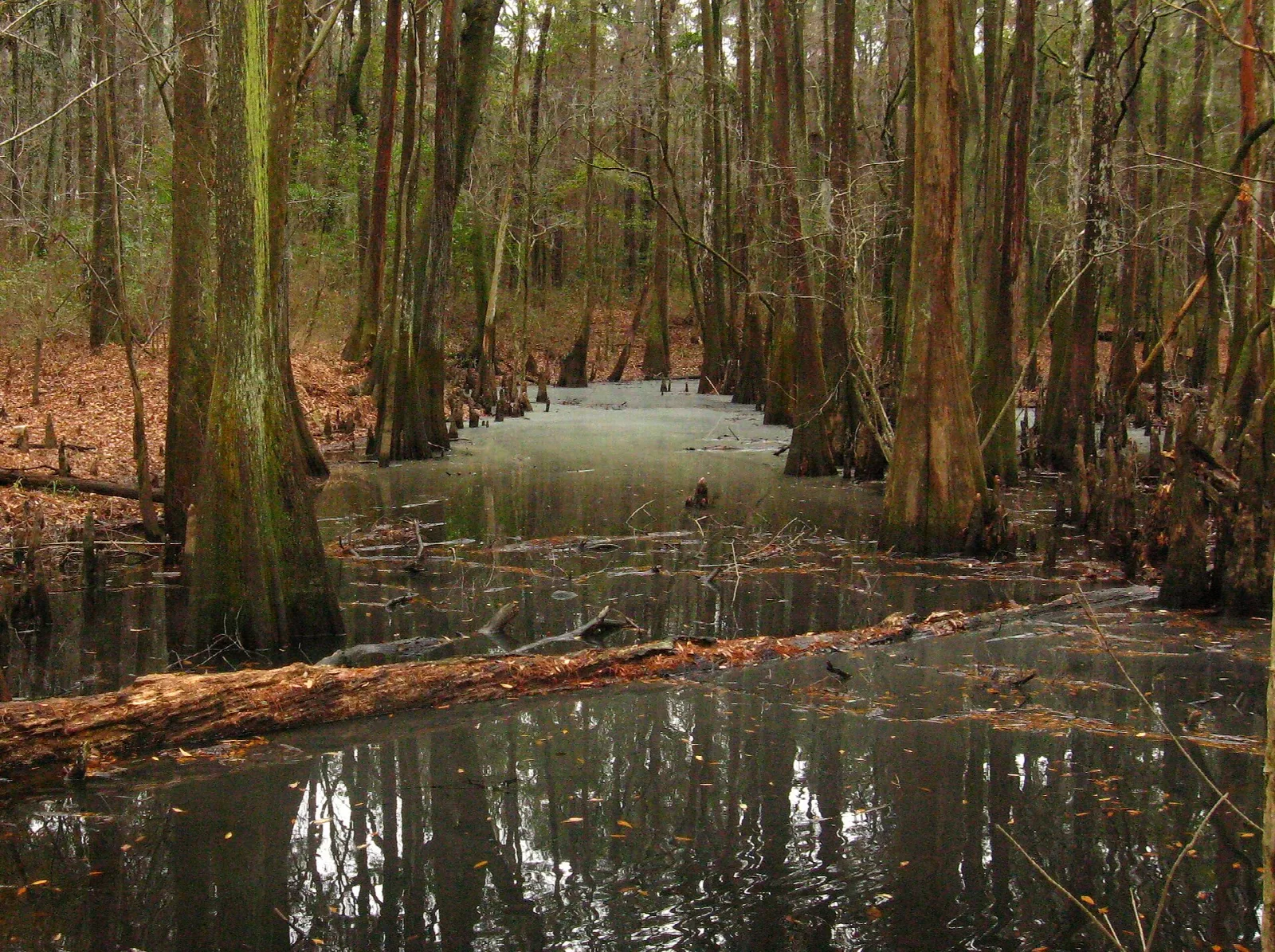 Bald cypress trunks standing in still swamp water with fallen log