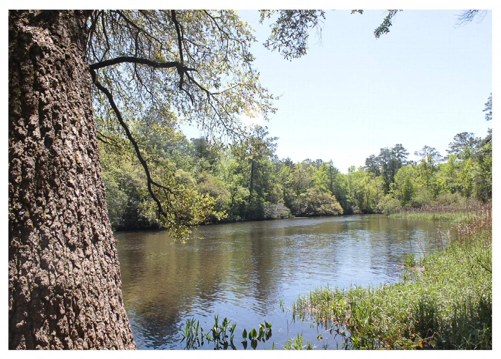 Tree trunk beside a calm river with forested far bank