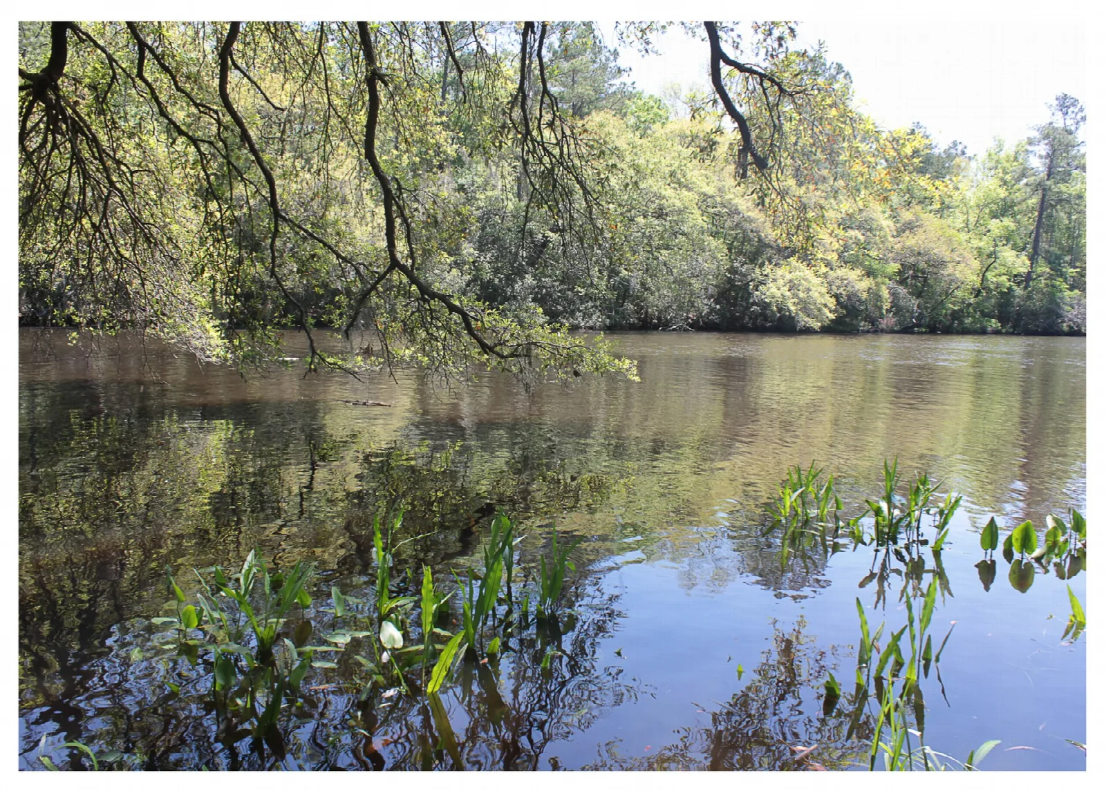 Calm river framed by overhanging tree branches and reeds