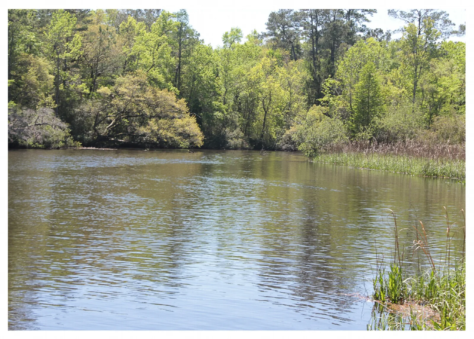 Wide calm river lined with green trees and reeds