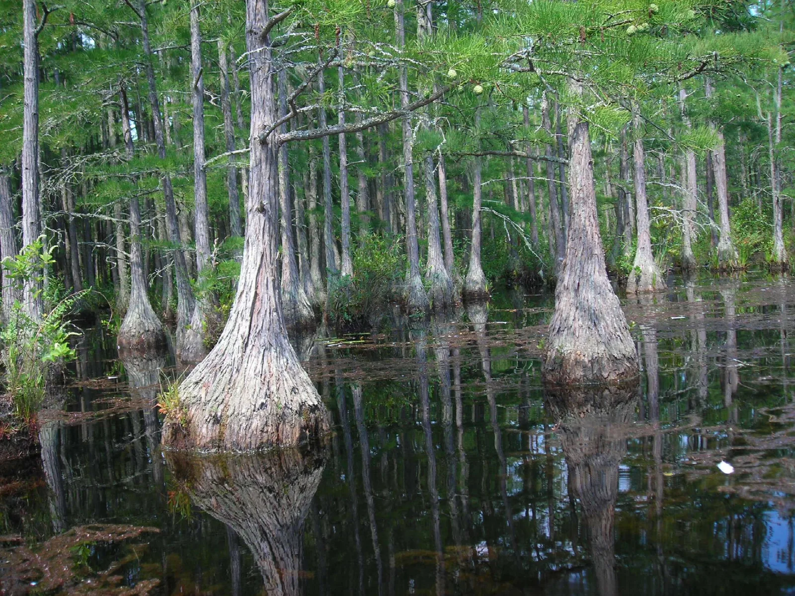 Cypress trees with flared trunks rising from dark, still water in a forest