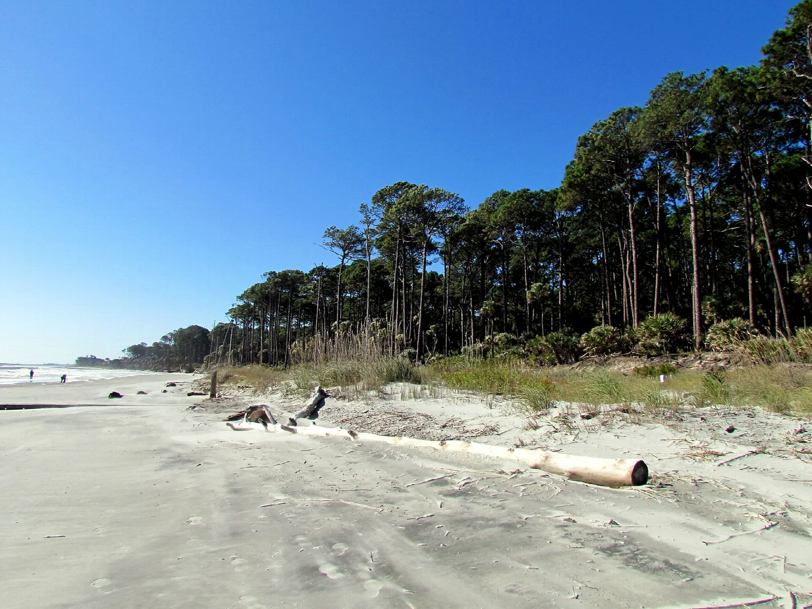 Sandy beach with driftwood beside a pine and palmetto forest