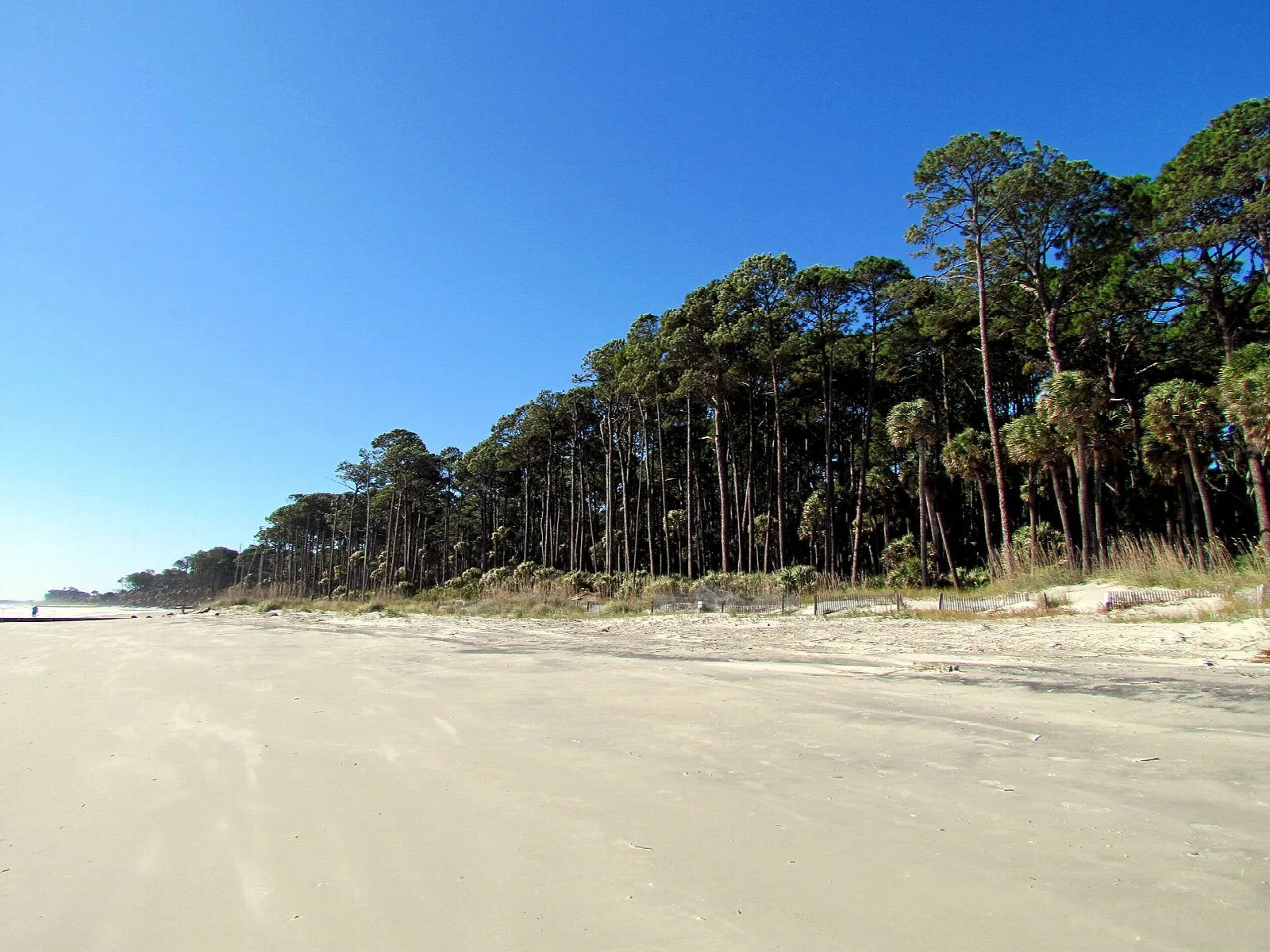 Wide sandy beach lined by palmetto and pine forest under a clear blue sky