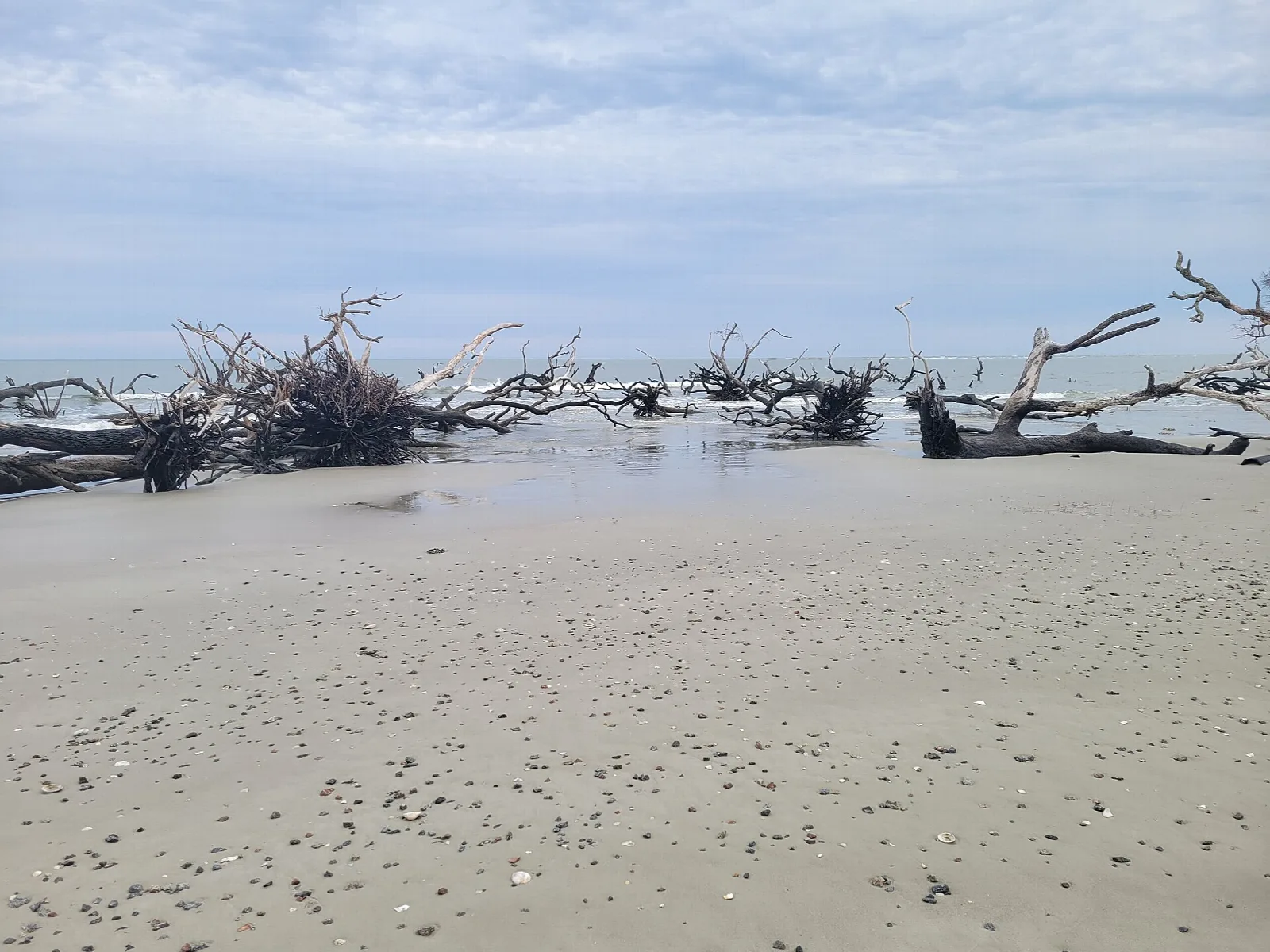 Weathered driftwood trees on a pale sandy beach under a cloudy sky
