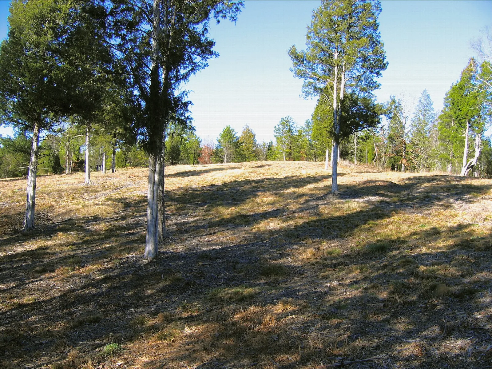 Open grassy slope dotted with pale-trunked trees