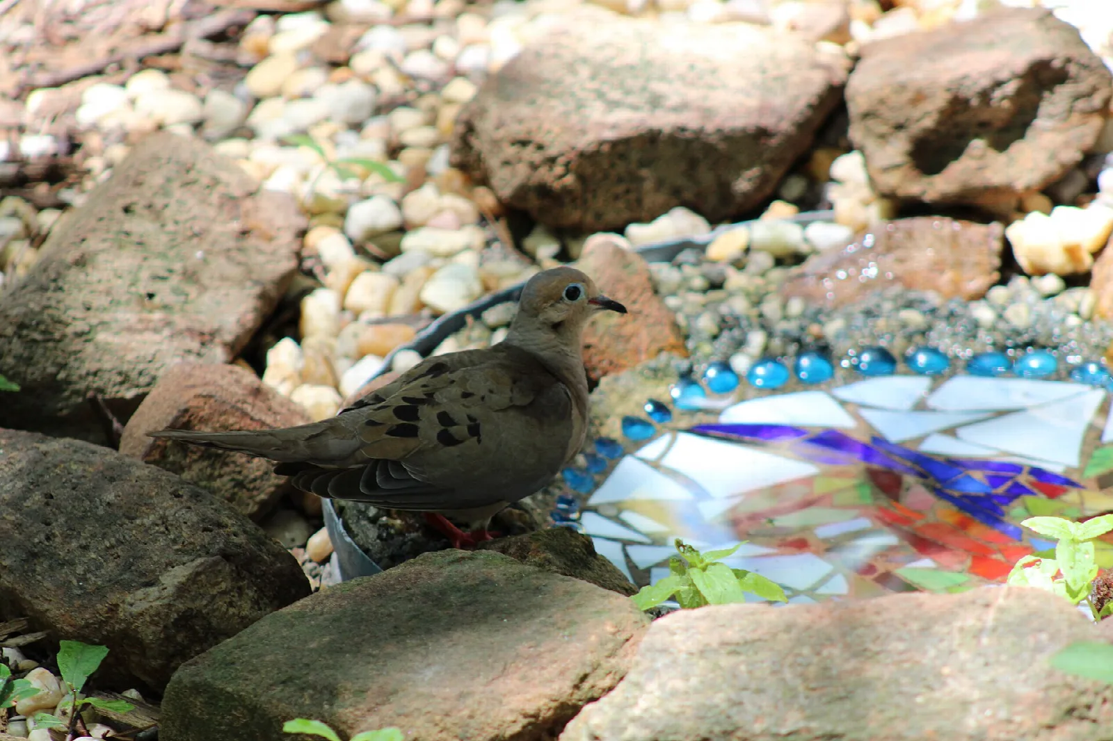 Mourning dove perched on rocks beside a bird bath