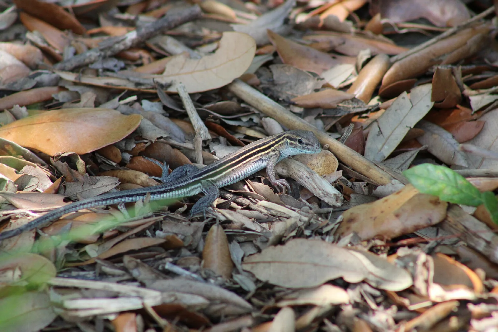 Six-lined racerunner lizard on dry leaf litter