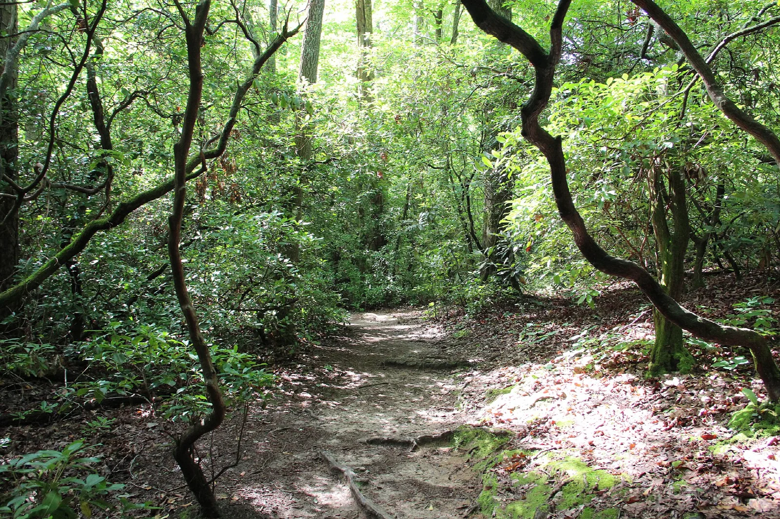 Rocky dirt trail winding through green forest