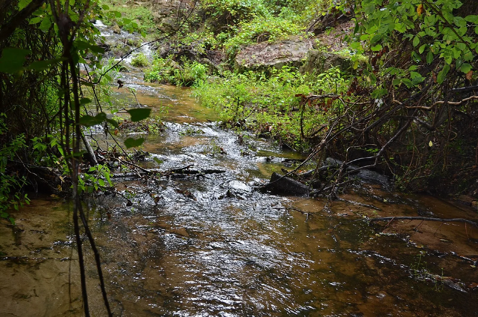 Shallow creek flowing over rocks and roots beneath green trees