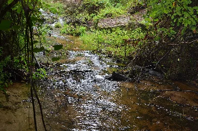 Poinsett