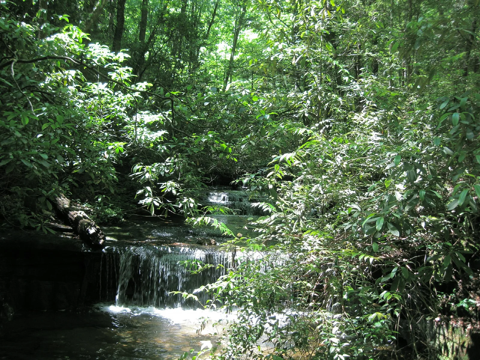 Small waterfall over rocks in a green forest creek