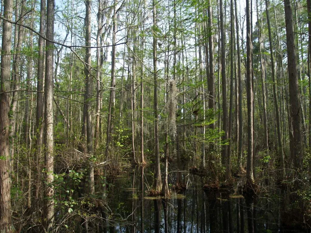 Tall cypress trunks standing in dark swamp water