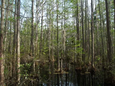 Woods Bay