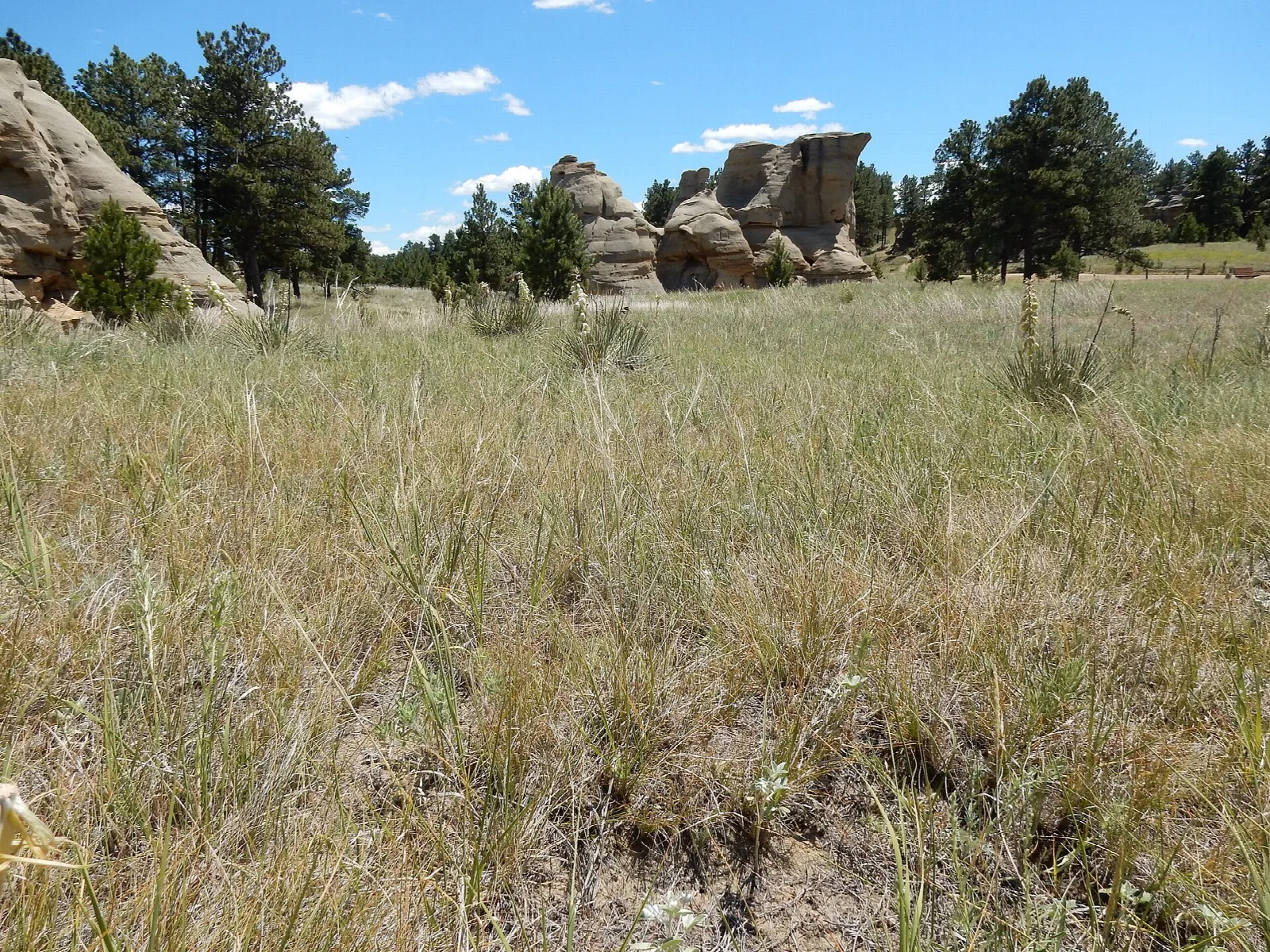 Tall dry grass with sandstone formations and pines in the distance