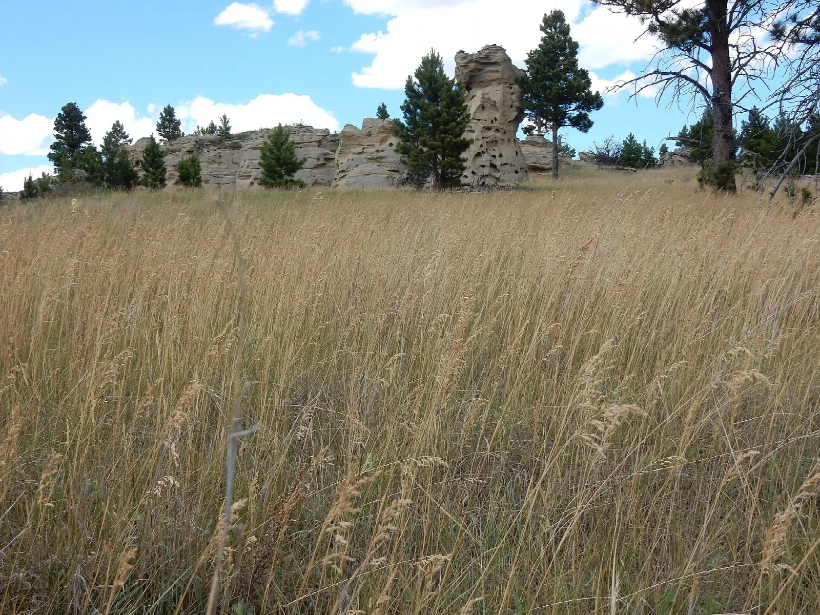 Grassy hillside with sandstone rocks and pines on the skyline