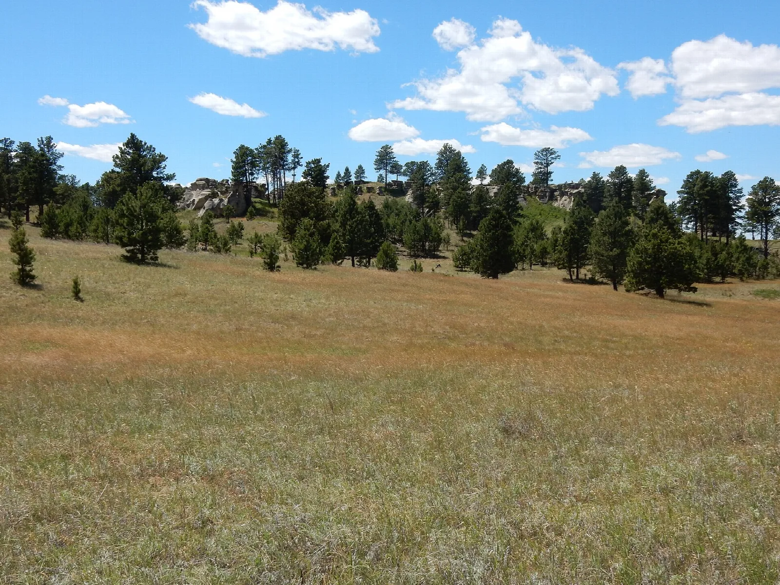 Open grassy meadow ringed by pine trees under a blue sky