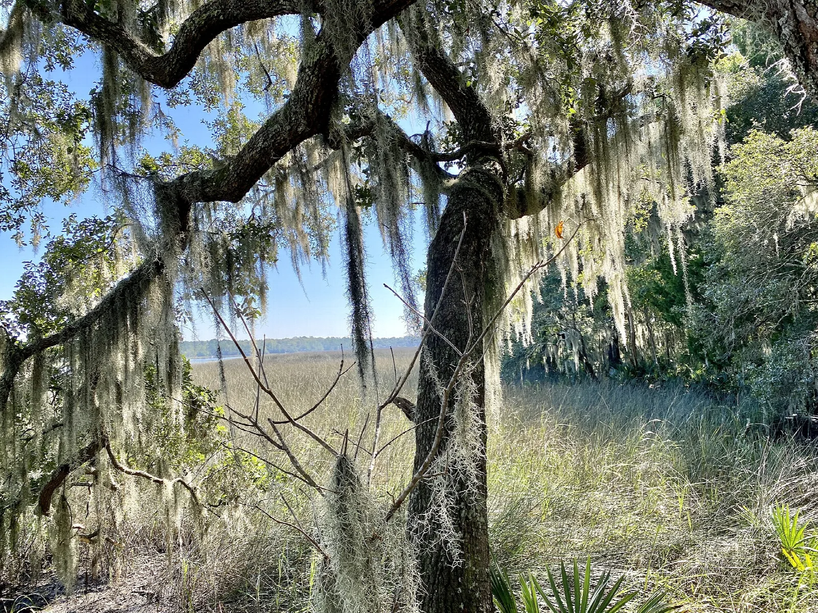 Spanish moss on an oak tree beside marsh grass