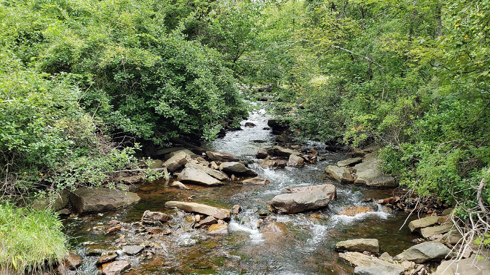 Small rocky stream with cascades under thick green trees
