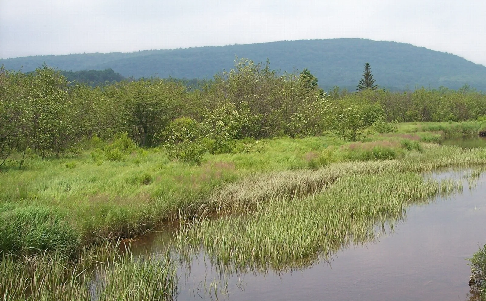 Blackwater River winding through green shrub swamp with forested hills behind