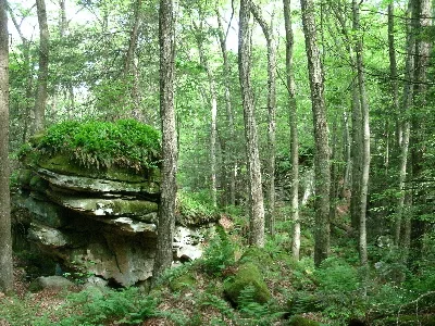 Beartown State Park