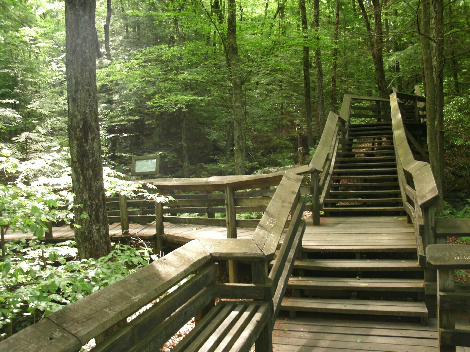 Wooden boardwalk and stairs climbing through green forest