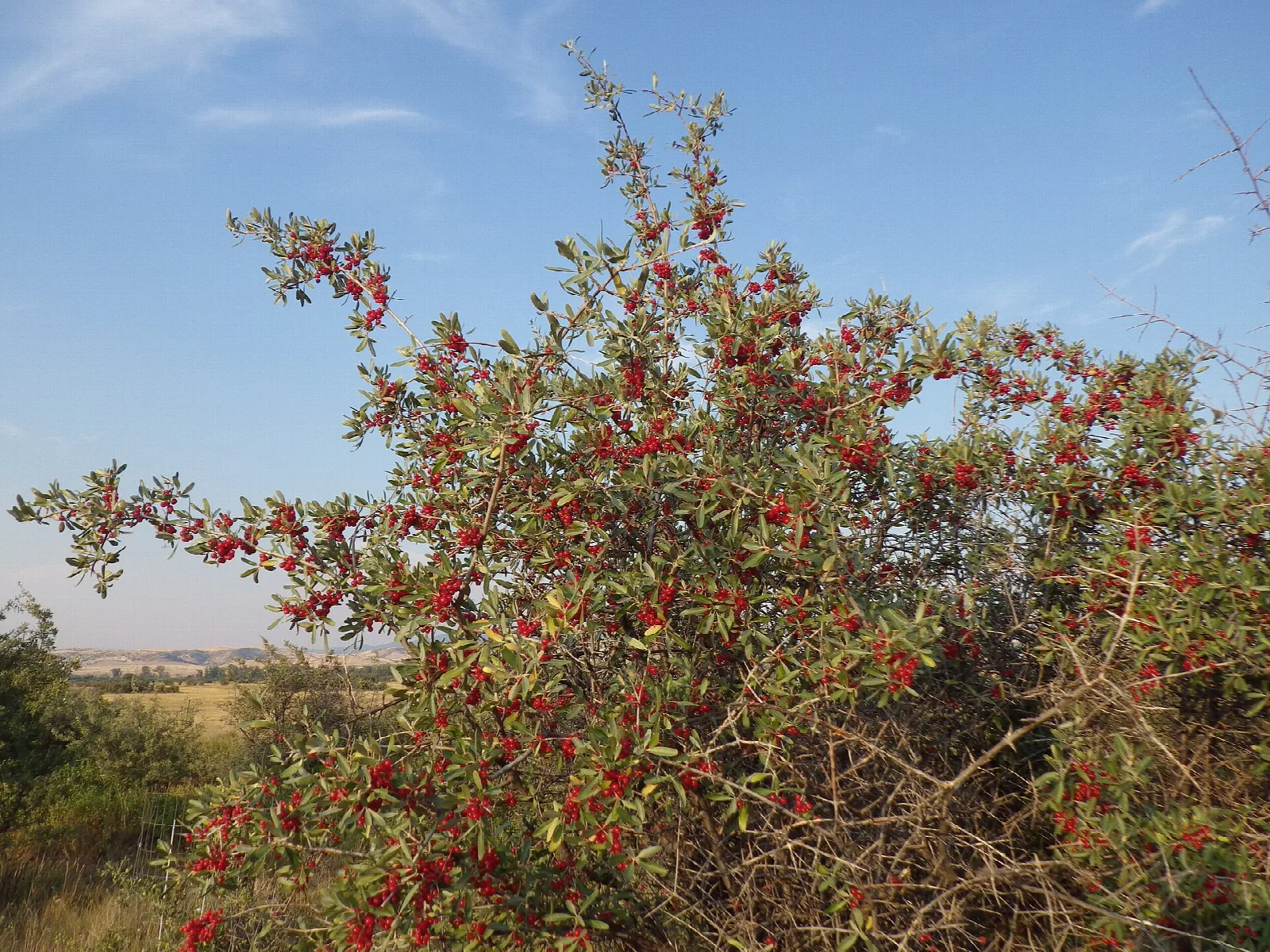 Silver buffaloberry bush covered in red berries against blue sky