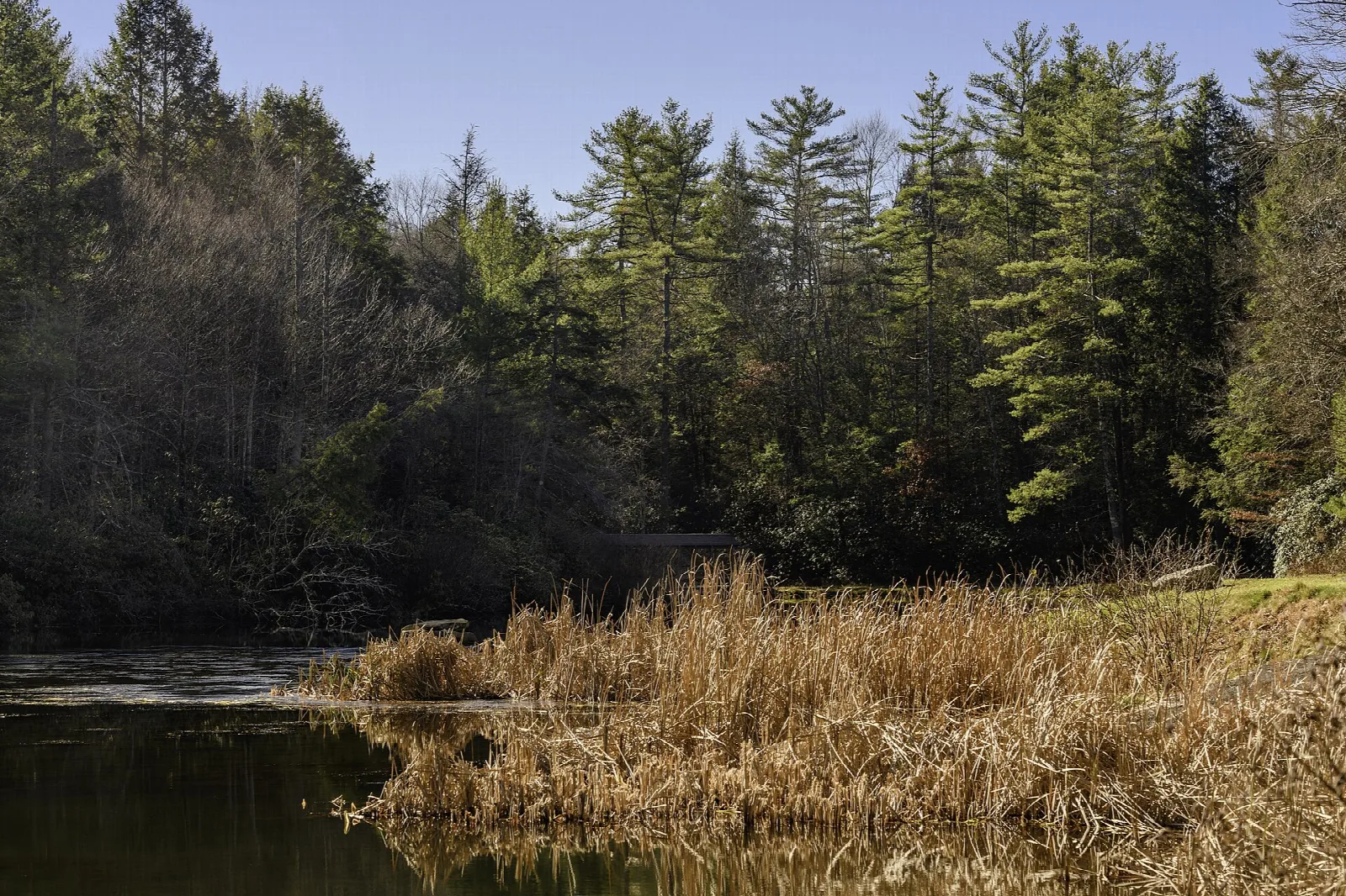 Lake edge with tall pines and dry reeds