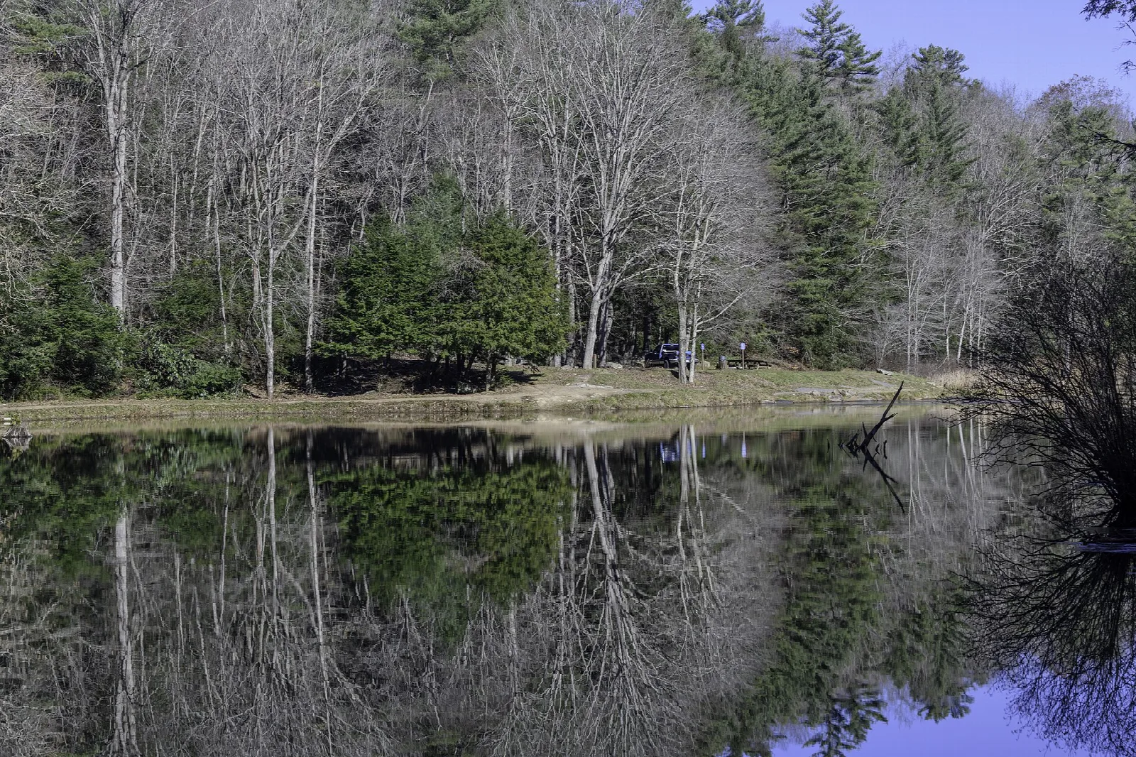 Still water reflecting bare trees and pines