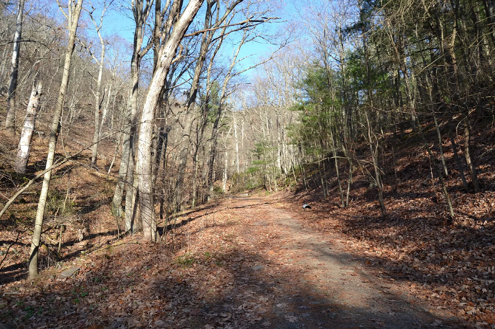 Dirt fire road climbing through bare hardwood forest