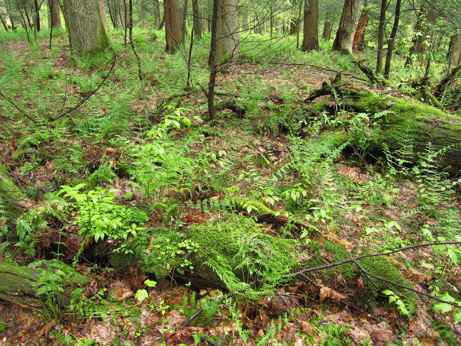 Green ferns and moss on the floor of a tall forest