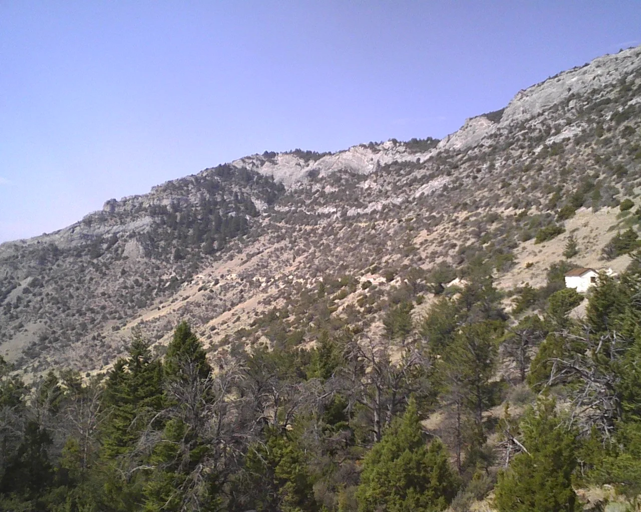 Rocky mountain slope with scattered evergreen trees under a clear sky
