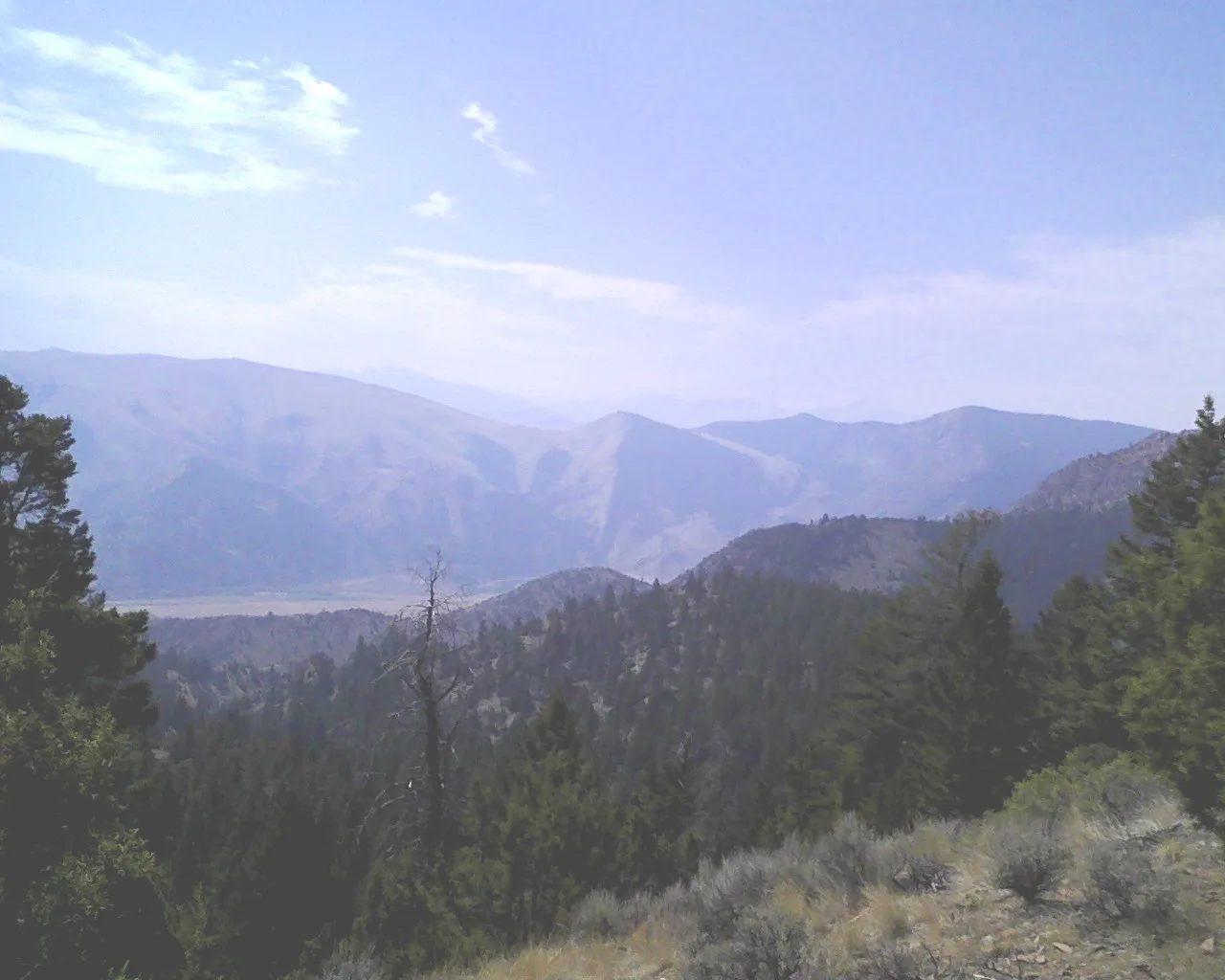 Hazy mountain valley seen through pine trees